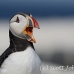 puffin_atlantic_msi_h_0844_can1873.jpg